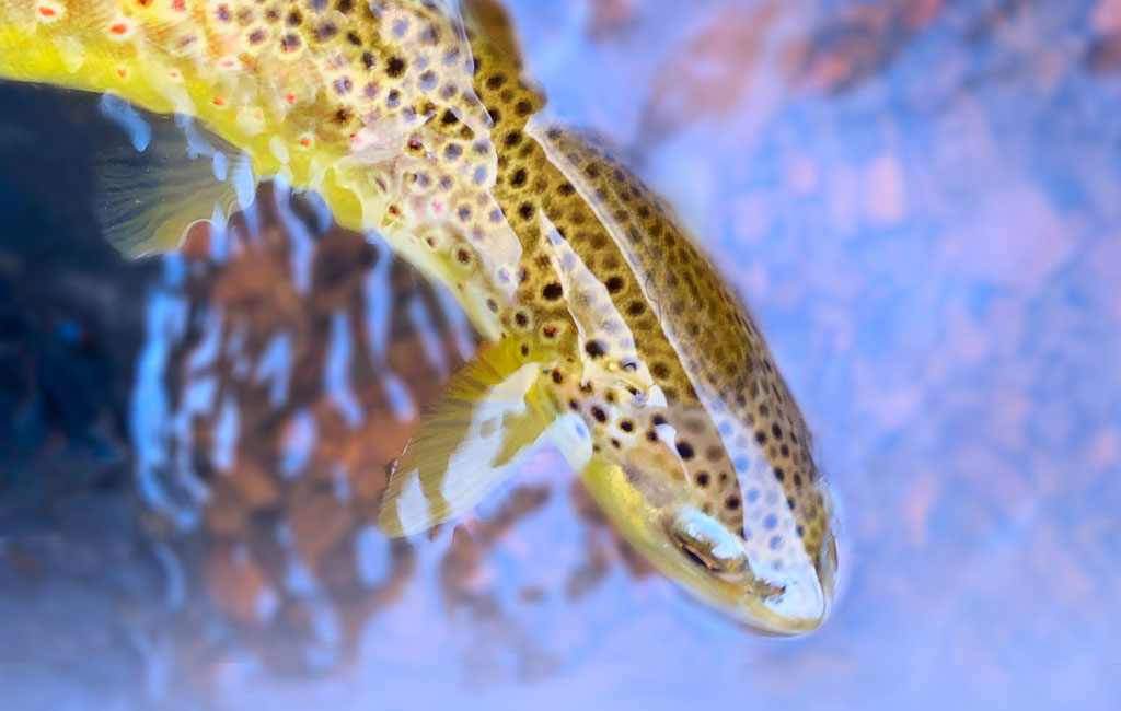 wild-brown-trout-in-blue-c2019-bpco